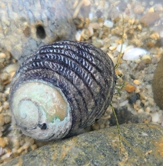 Pagurus novizealandiae