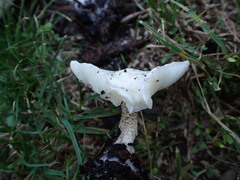 Melanoleuca verrucipes