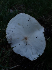 Melanoleuca verrucipes