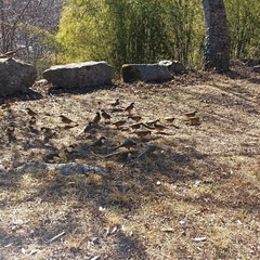 Pterorhinus albogularis