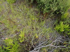 Rhynchospora globularis