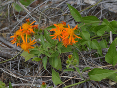 Pseudogynoxys chenopodioides