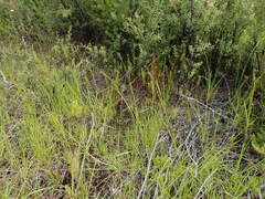 Rhynchospora globularis