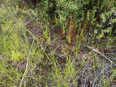 Rhynchospora globularis