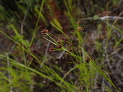 Rhynchospora globularis