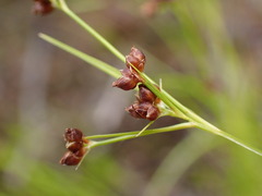 Rhynchospora globularis