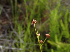 Rhynchospora globularis