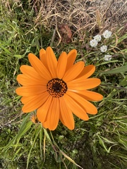 Dimorphotheca sinuata