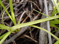 Rhynchospora globularis