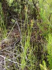 Rhynchospora globularis