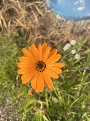 Dimorphotheca sinuata