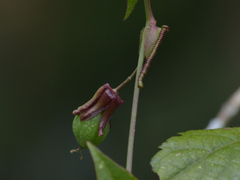 Passiflora eglandulosa image