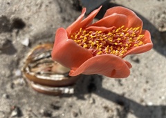 Haemanthus coccineus