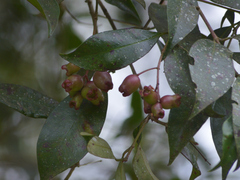 Syzygium paniculatum