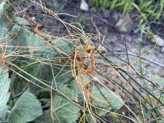 Cuscuta californica