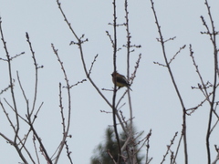 Bombycilla cedrorum