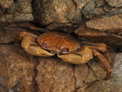Geograpsus crinipes