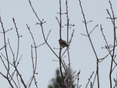 Bombycilla cedrorum