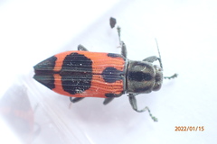 Nascioides parryi