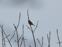 Bombycilla cedrorum