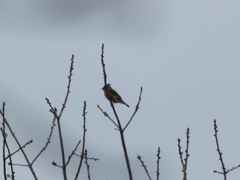 Bombycilla cedrorum