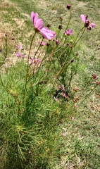 Cosmos bipinnatus