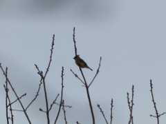 Bombycilla cedrorum