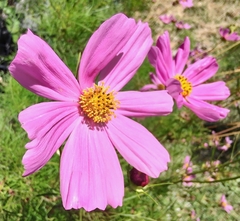 Cosmos bipinnatus