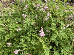 Corydalis edulis