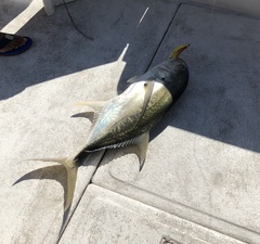 Caranx caninus