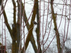 Setophaga coronata