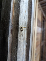 Polybia occidentalis