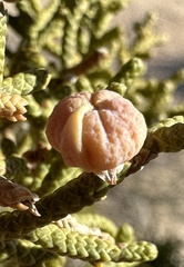 Walshomyia juniperina