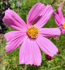 Cosmos bipinnatus