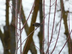 Setophaga coronata