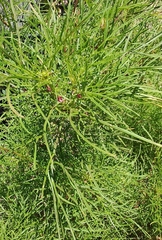 Cosmos bipinnatus