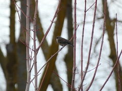 Setophaga coronata