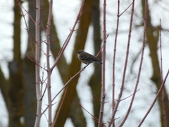 Setophaga coronata