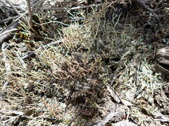 Cladonia strangulata