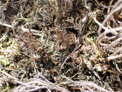 Cladonia strangulata