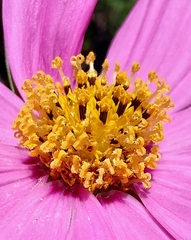 Cosmos bipinnatus