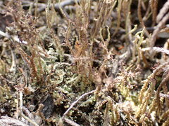 Cladonia strangulata