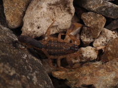 Lychas mucronatus