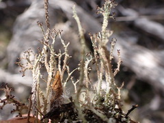 Cladonia strangulata