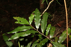Beilschmiedia obtusifolia