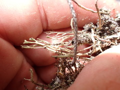 Cladonia strangulata