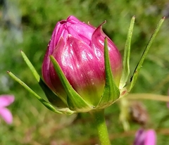 Cosmos bipinnatus