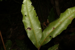 Beilschmiedia obtusifolia