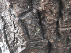 Philodromus spinitarsis