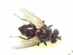 Pollanisus trimacula